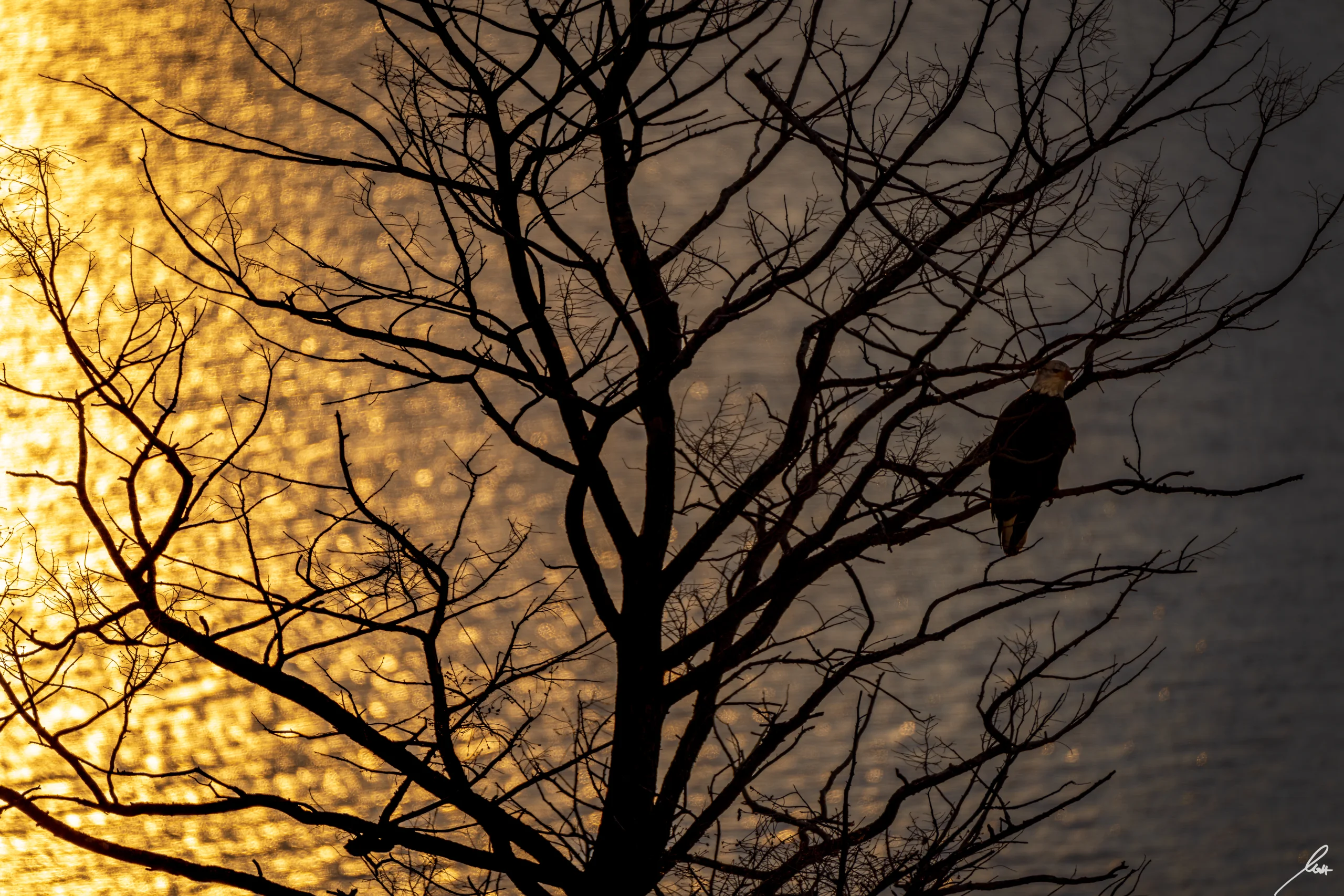 Château Okanagan estate exterior