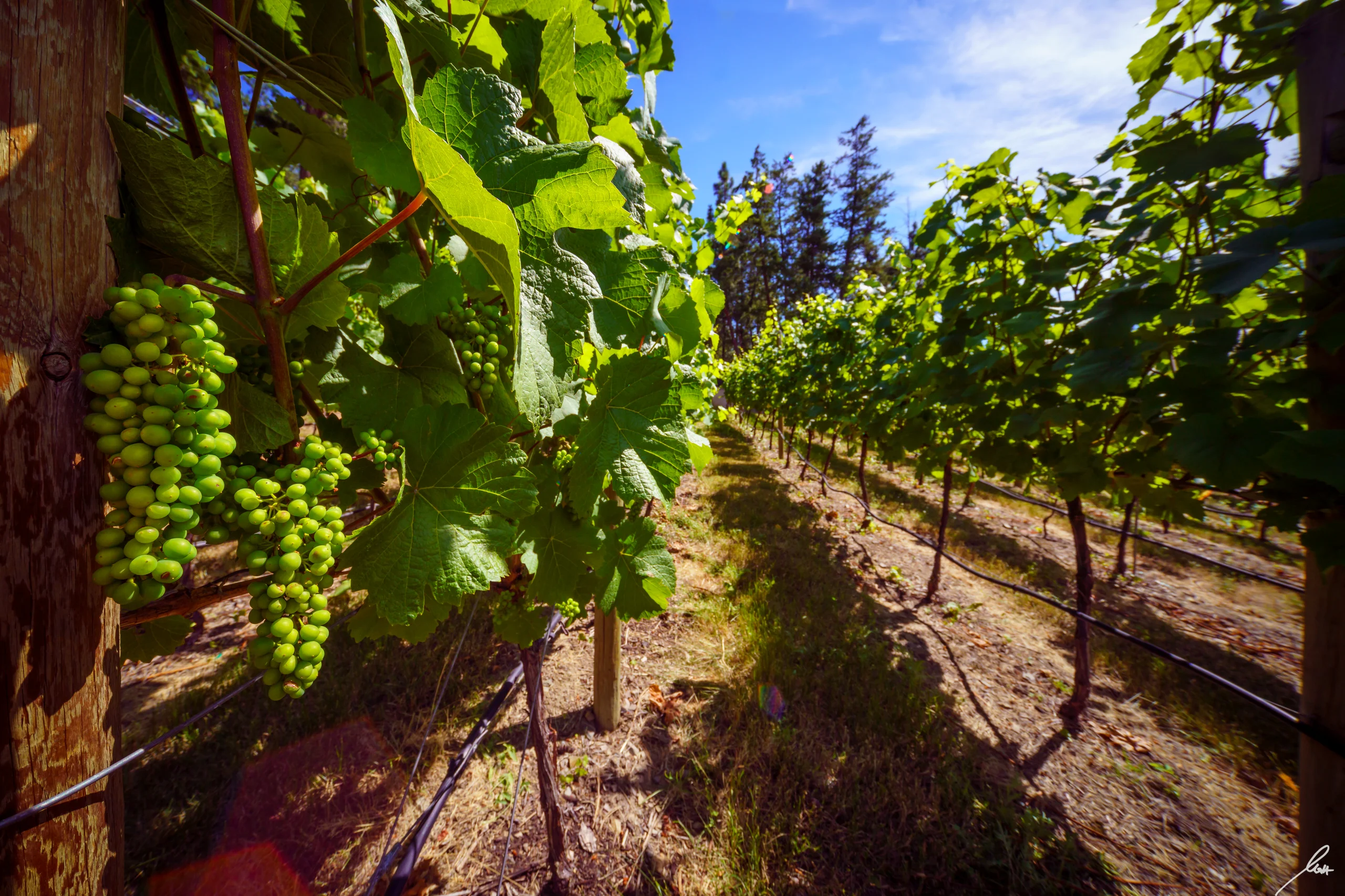 Estate vineyard at Château Okanagan