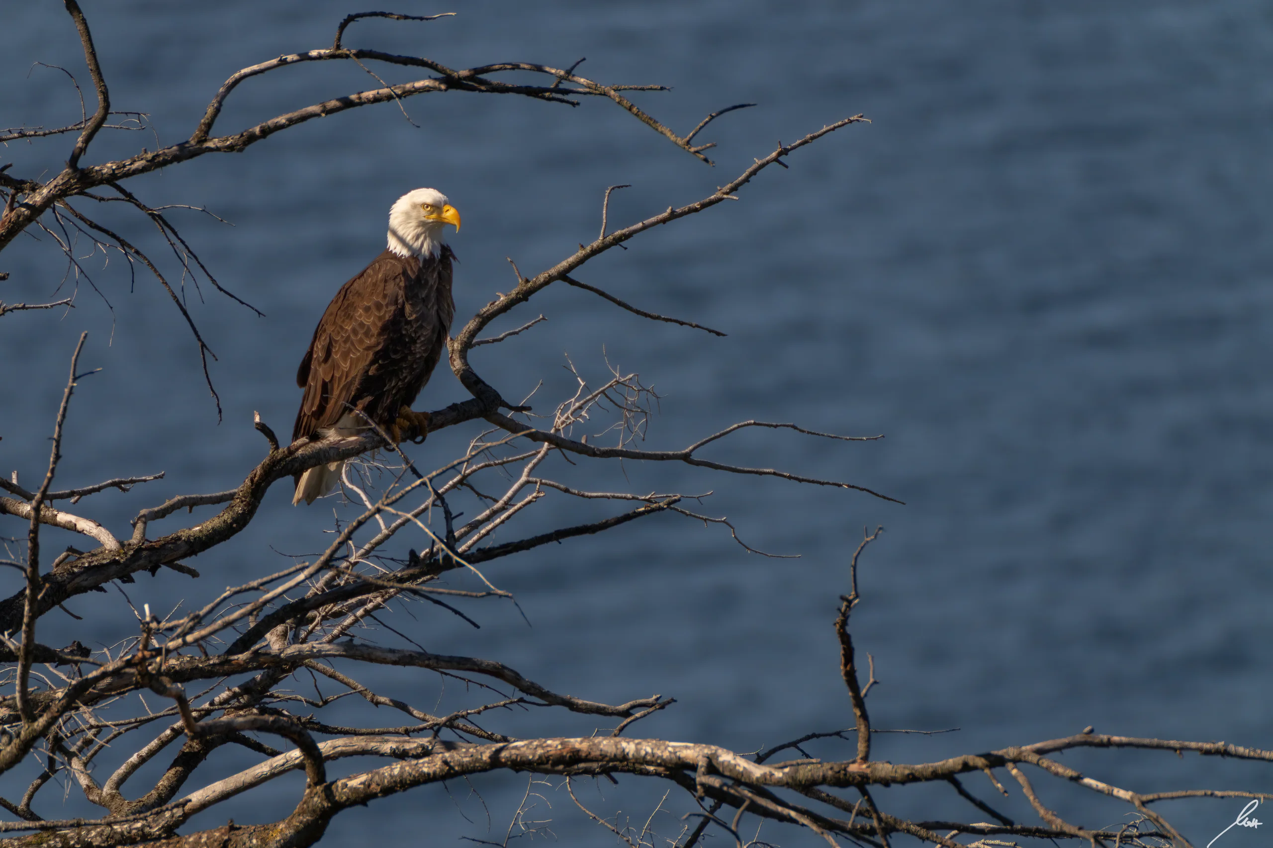 Château Okanagan grounds and gardens